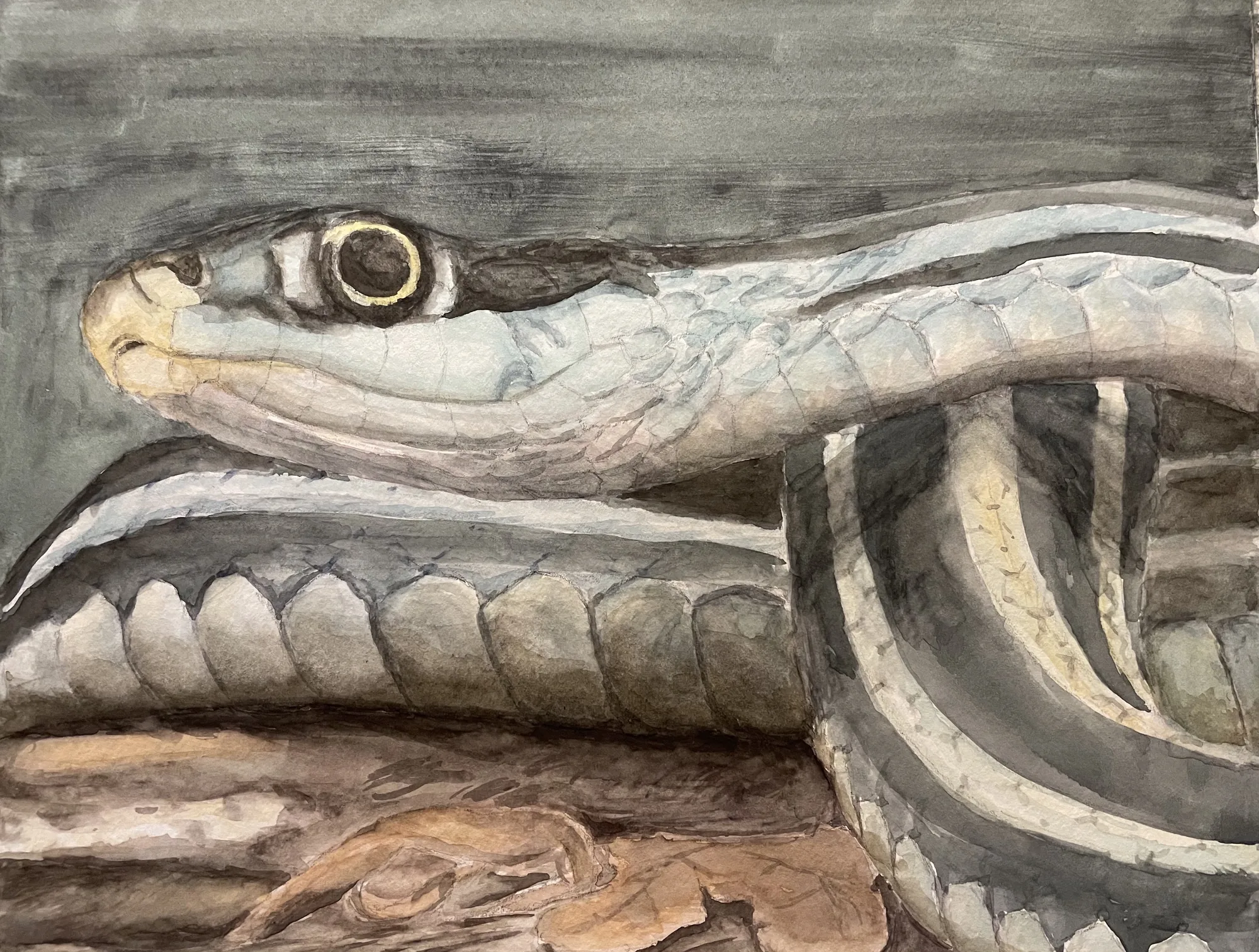 Garter Snake, the finished painting