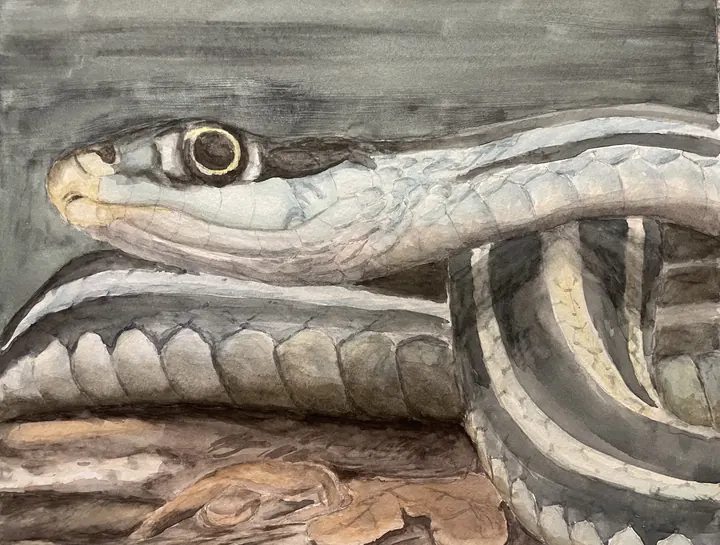 Garter Snake